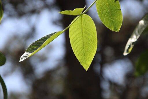 leaves, branch, spring
