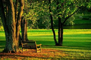 meadowlark, park, bench
